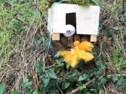 Elfen- und Feenweg 2024